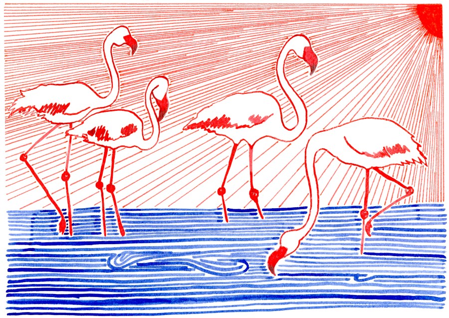 Alice Leblanc Laroche - Flamants