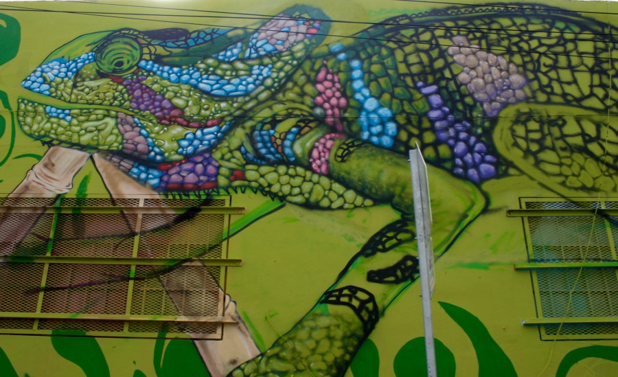 winwood-furcifer-pardalis